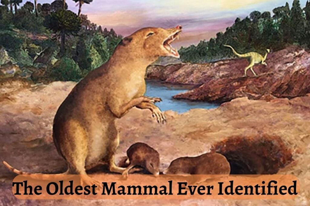 the oldest mammal ever identified
