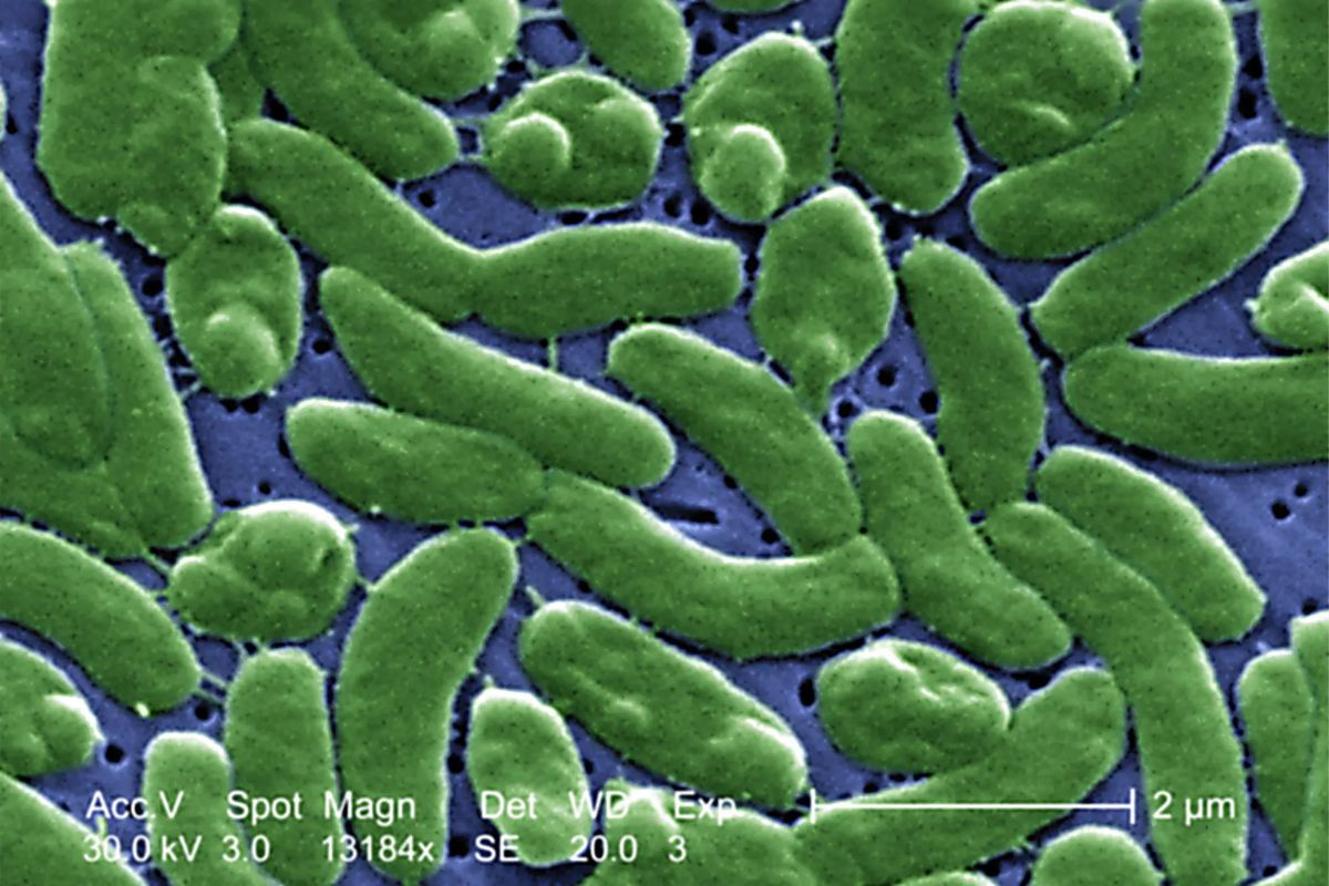 Flesh-eating bacteria infects Florida