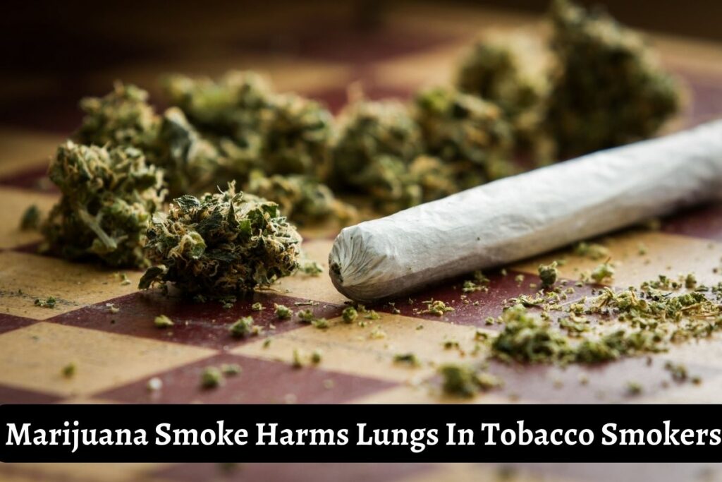 Marijuana Smoke Harms Lungs In Tobacco Smokers