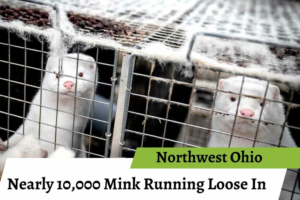 Mink Farm Ohio Loose