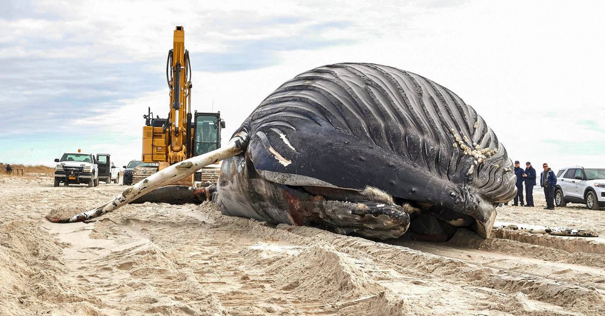 A Dead Humpback Whale Was Discovered On NY Beach