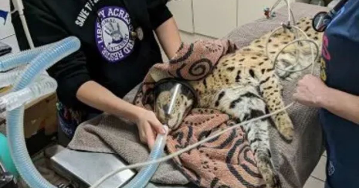 Cincinnati Zoo Rescues Exotic Cat Found with Cocaine in System 