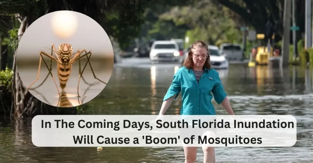 South Florida Inundation Will Cause a 'Boom' of Mosquitoes