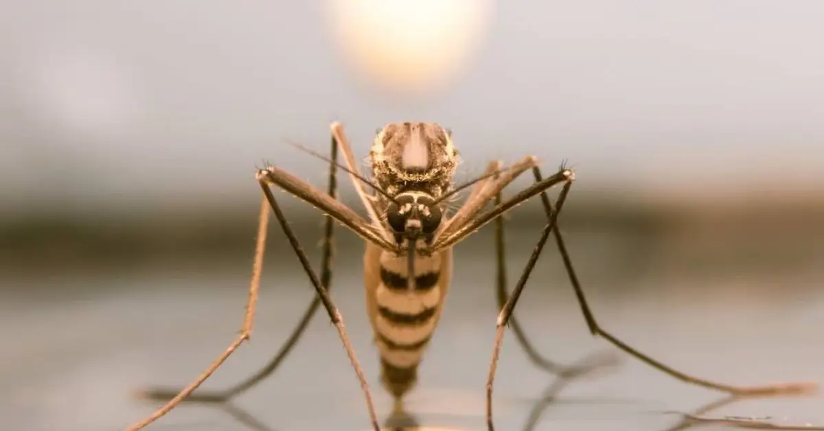  South Florida Inundation Will Cause a 'Boom' of Mosquitoes