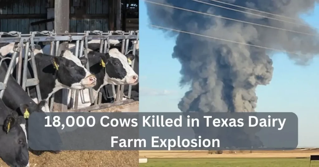 18,000 Cows Killed in Texas Dairy Farm Explosion