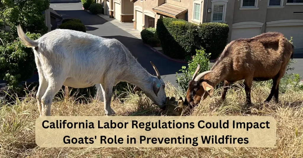 California Labor Regulations Could Impact Goats' Role in Preventing Wildfires