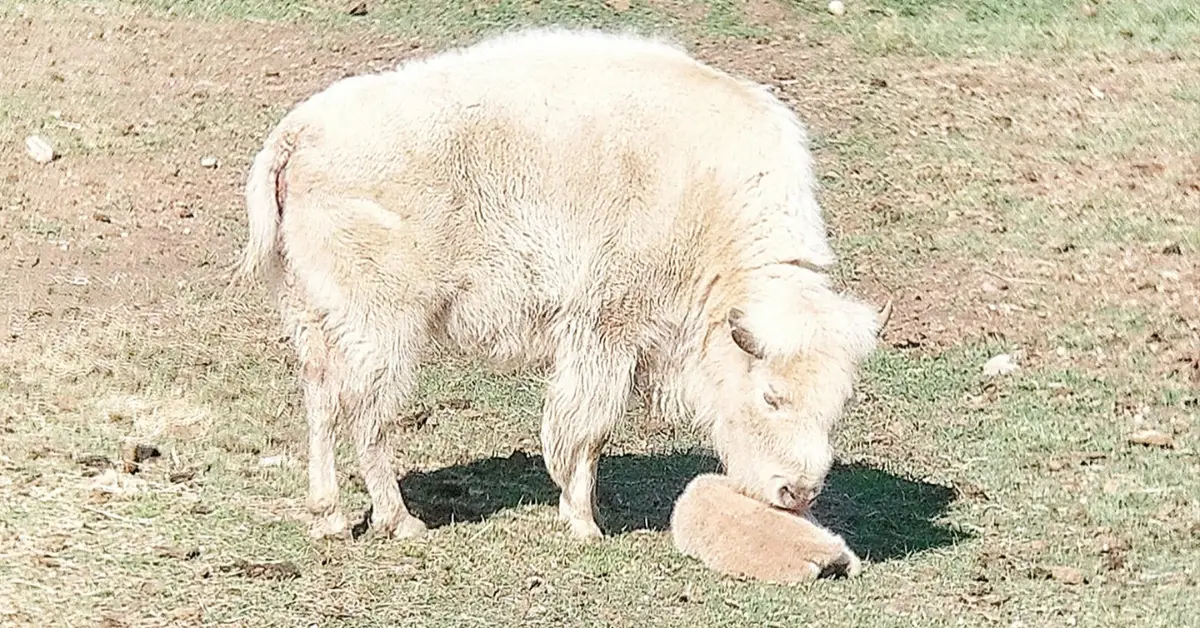 One-in-10-Million Wonder White Bison Born At Wyoming State Park