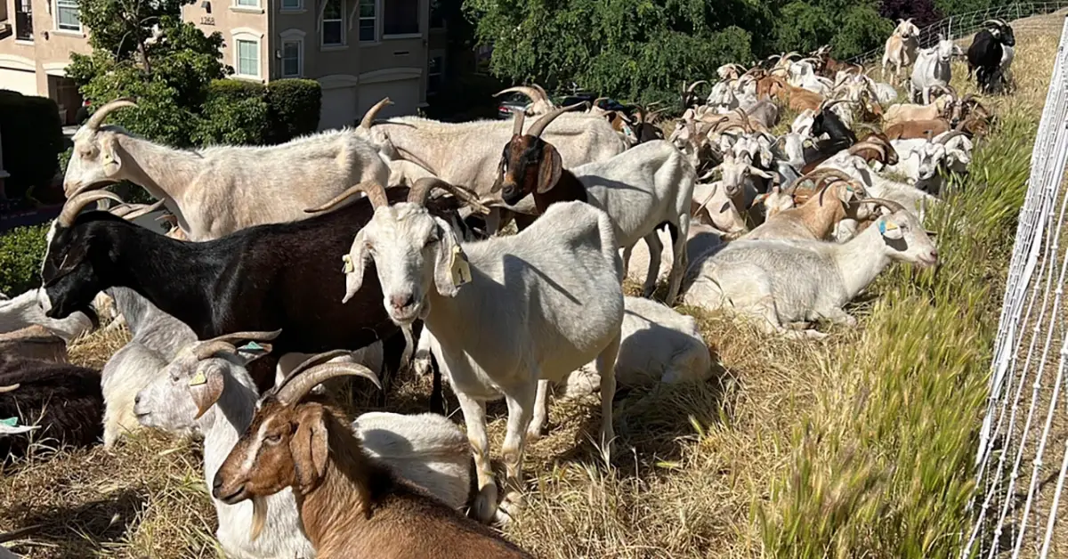 California Labor Regulations Could Impact Goats' Role in Preventing Wildfires